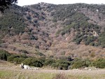 Ecology and conservation of southern Iberian forests
