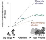 Globally, tree fecundity exceeds productivity gradients