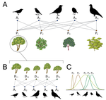Downscaling mutualistic networks from species to individuals reveals consistent interaction niches and roles within plant populations