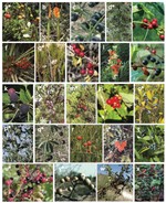 FRUGIVORY CAMTRAP: A dataset of plant–animal interactions recorded with camera traps